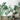 Green Tropical Leaves 